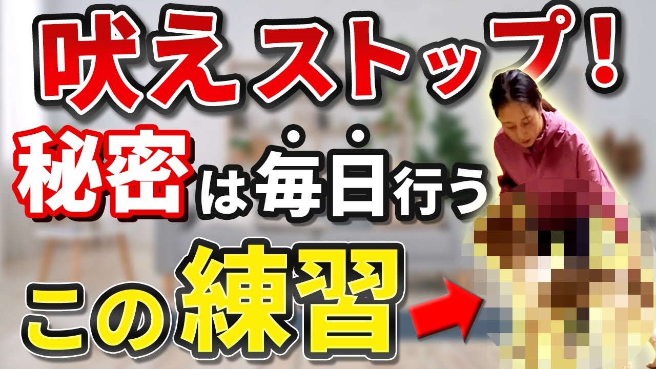 やってない人は今すぐやって下さい。他の犬や人への吠えをストップ！できる〝本番前〟練習