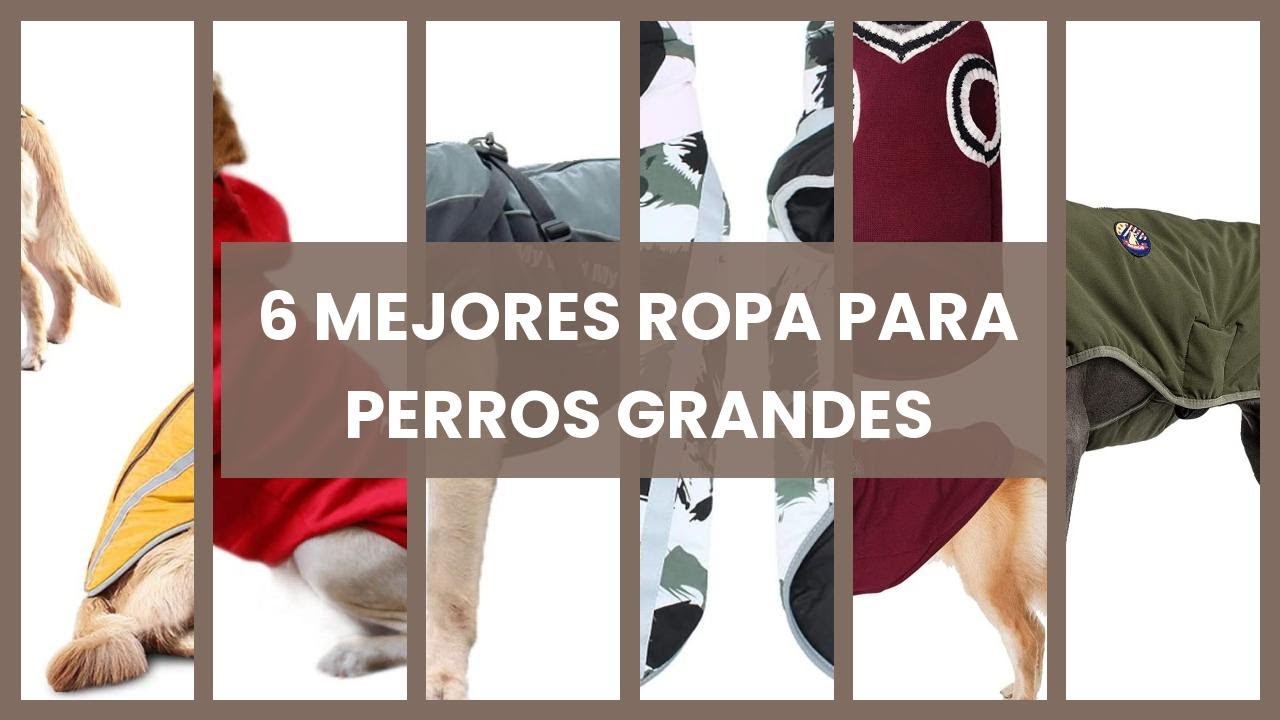 Ropa para perros grandes: 6 mejores ropa para perros grandes