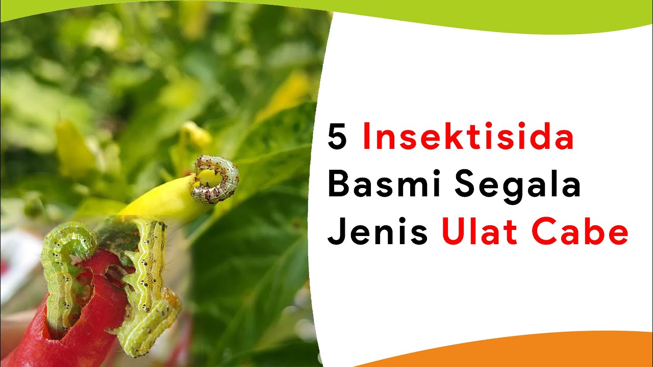 Basmi Segala Jenis Ulat Cabe dengan 5 Insektisida Terpopuler
