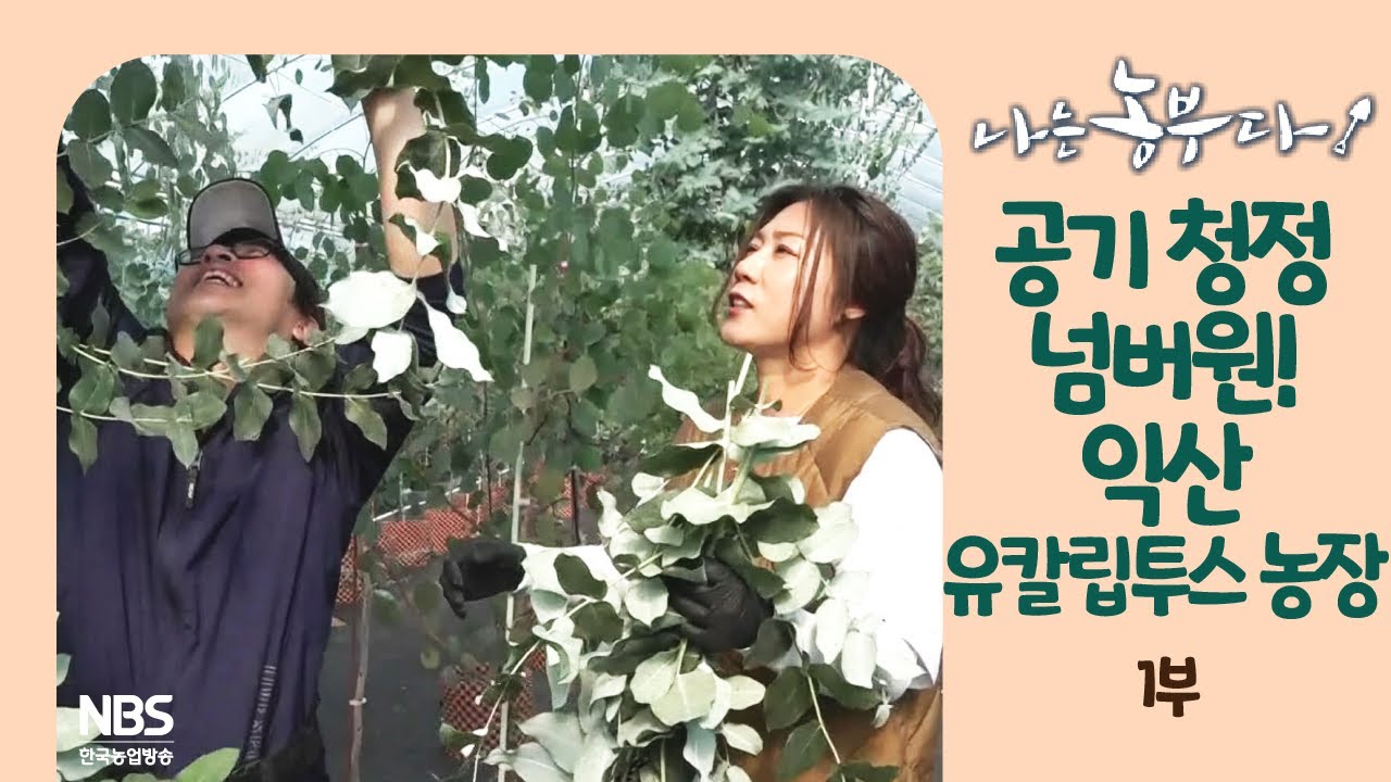 [나는농부다 250회 1부] 공기청정 넘버원! 익산 유칼립투스 농장