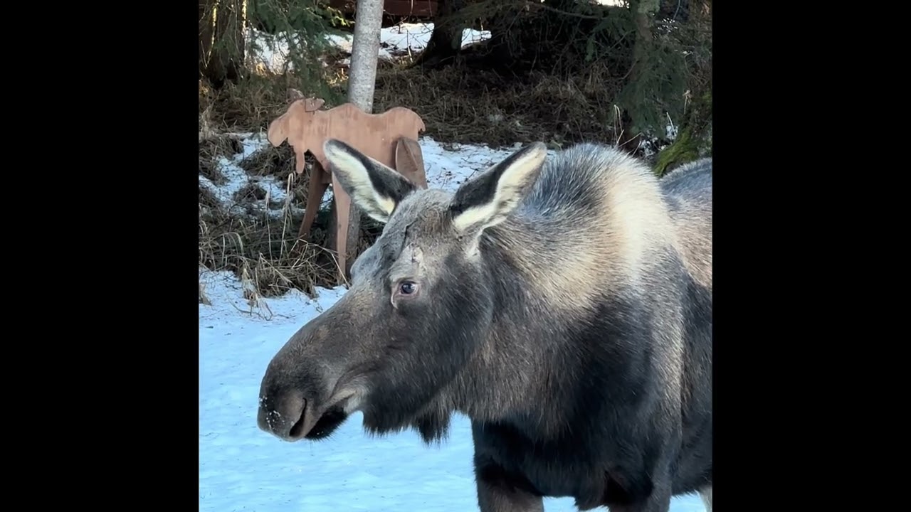Feb 6 Moose