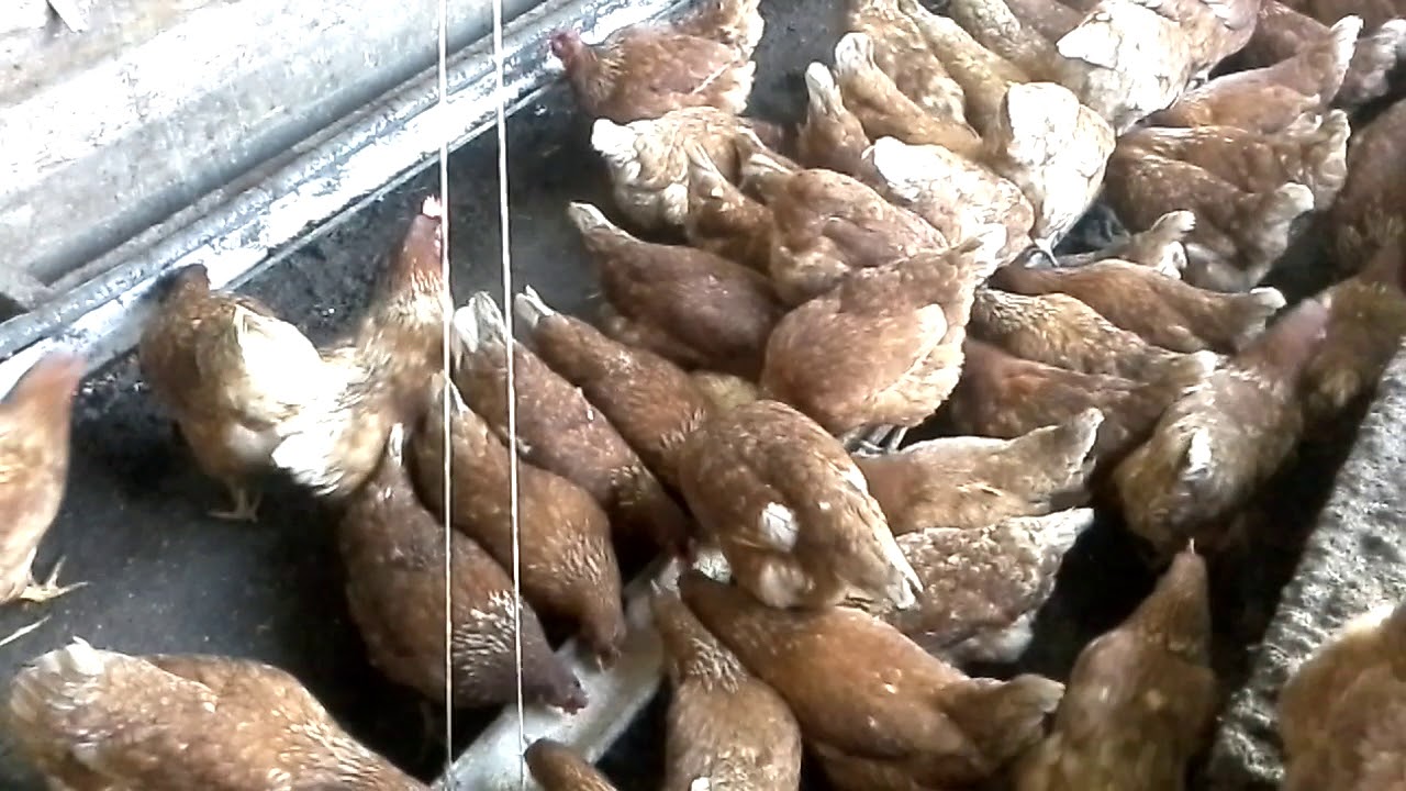 Содержание кур(ломан браун) несушеки зимой