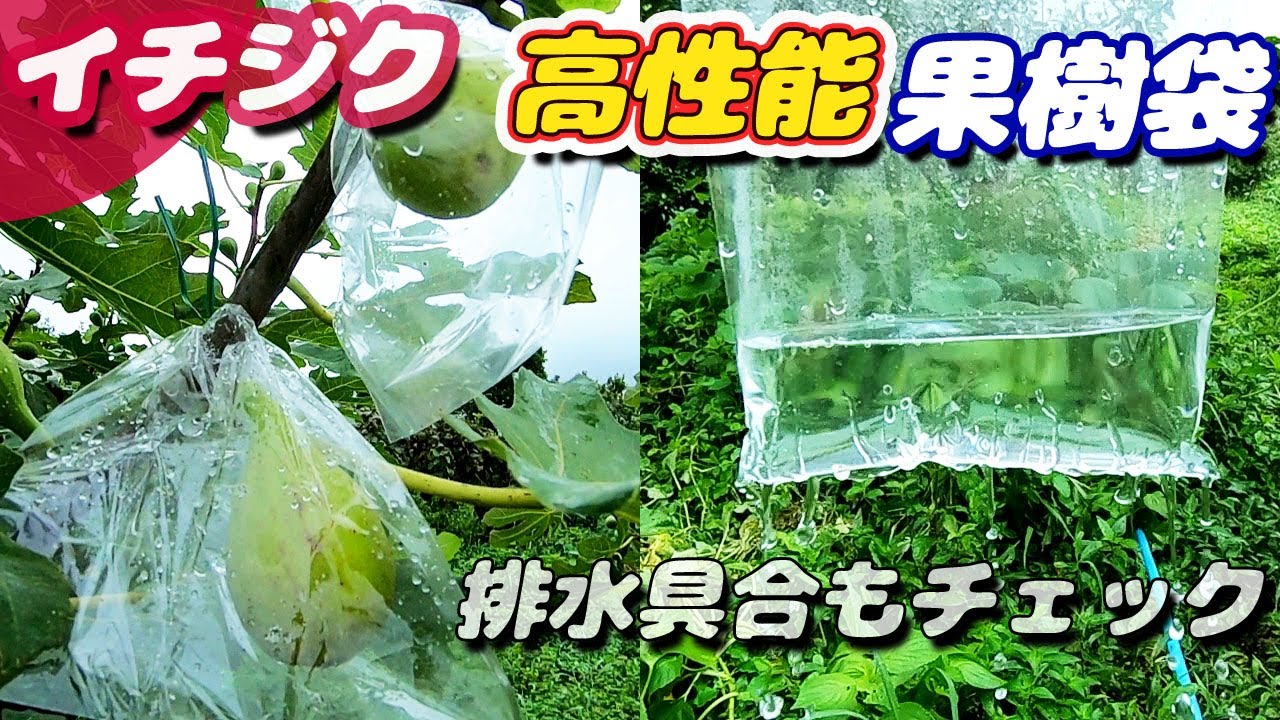 イチジクの袋掛け　害虫被害を防ぐ【無農薬・有機栽培】