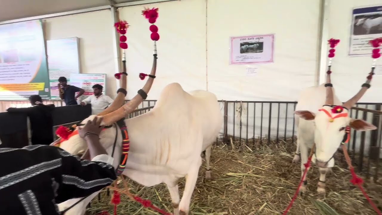 🫣 ಪ್ರಪಂಚದ ಅತಿ ಚಿಕ್ಕ ಹಸು 🐄 || ಇದು ಎಷ್ಟು ಹಾಲು ಕೊಡುತ್ತೆ ಗೊತ್ತಾ || price❓#cow #worldestsmallcow #YouTube