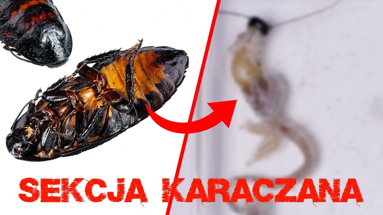 Jak Wyglądają Narządy Owad&oacute;w? - SEKCJA KARACZANA