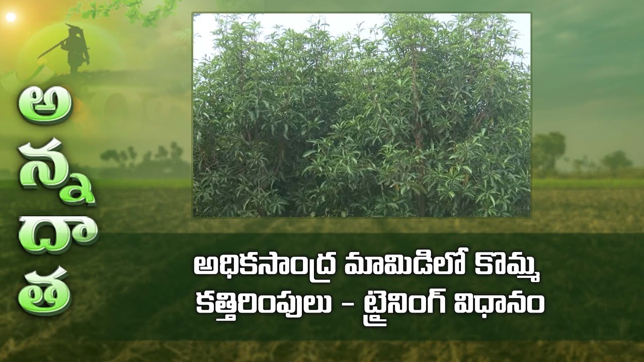 Training plants for Umbrella shape in high density Mango | ETV