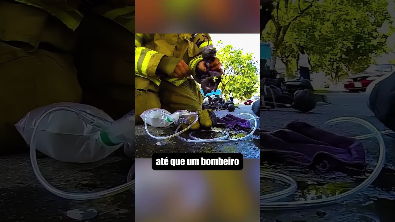 Animais Pedindo Ajuda de Humanos