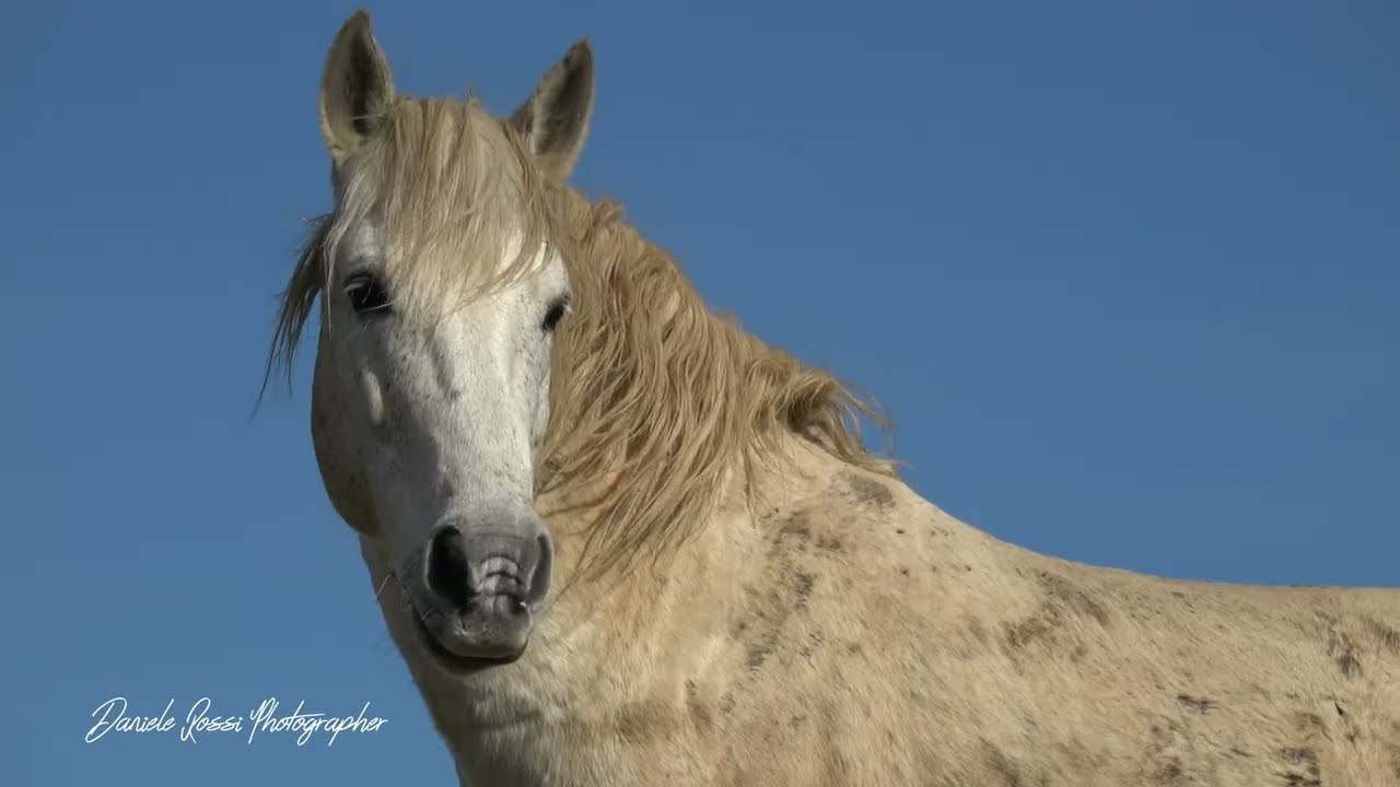 RDVideo - Cavalli selvaggi sui monti della Calvana - Febbraio 2026
