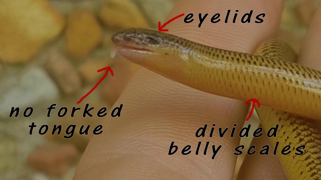 Not a snake.