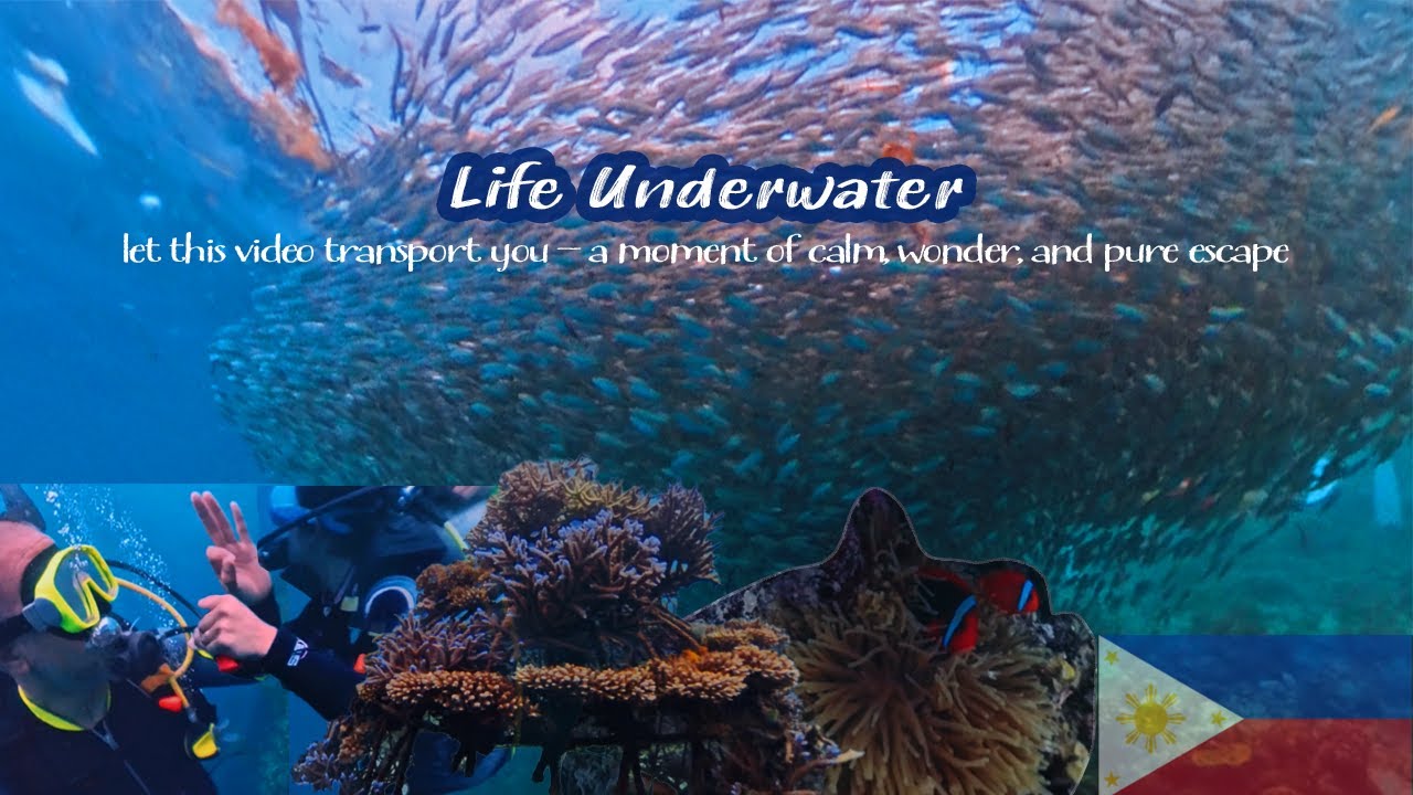 Scuba Diving in Bohol, Philippines | Epic Sardine Run & Colorful Reefs Adventure! 🇵🇭