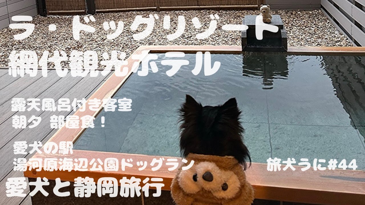 犬【#44 伊豆】ラドッグリゾート・網代観光ホテル 2023 ​⁠旅犬うに ​⁠@uni-channel2022