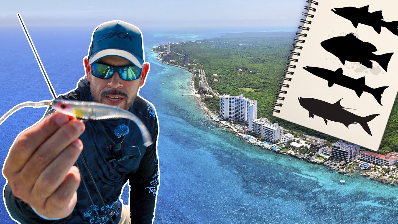Manglares de Cozumel: Reto 4 Especies en 48 horas