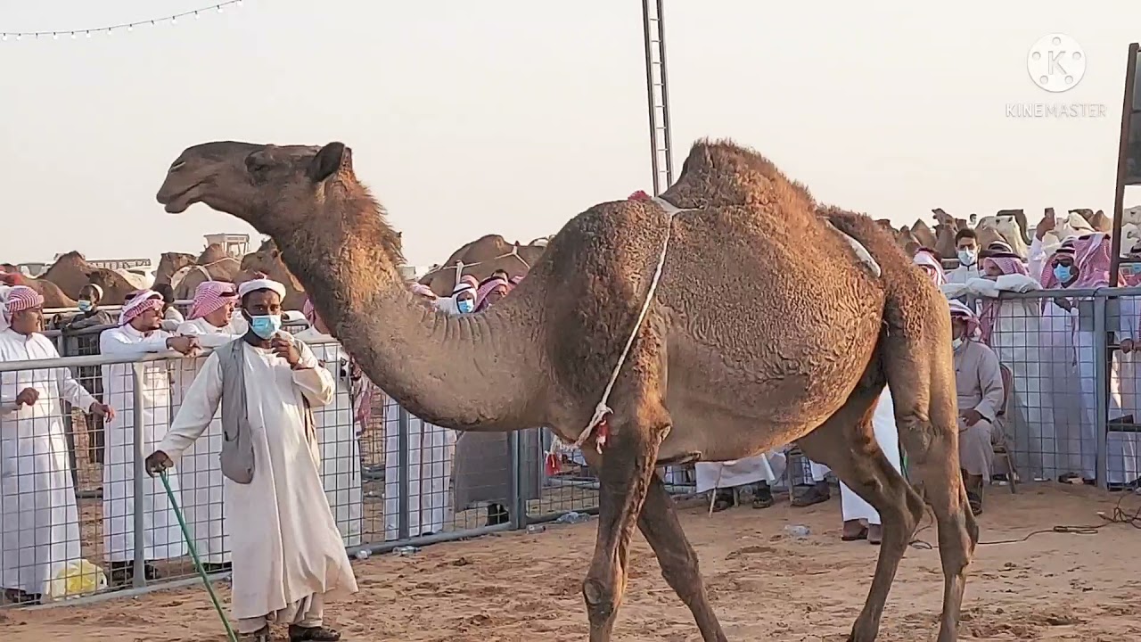 اليوم الثاني من مزاد العقيلات زياده في الإبل والجمهور وتمديده شهر الجمعه ٢/٣/١٤٤٣