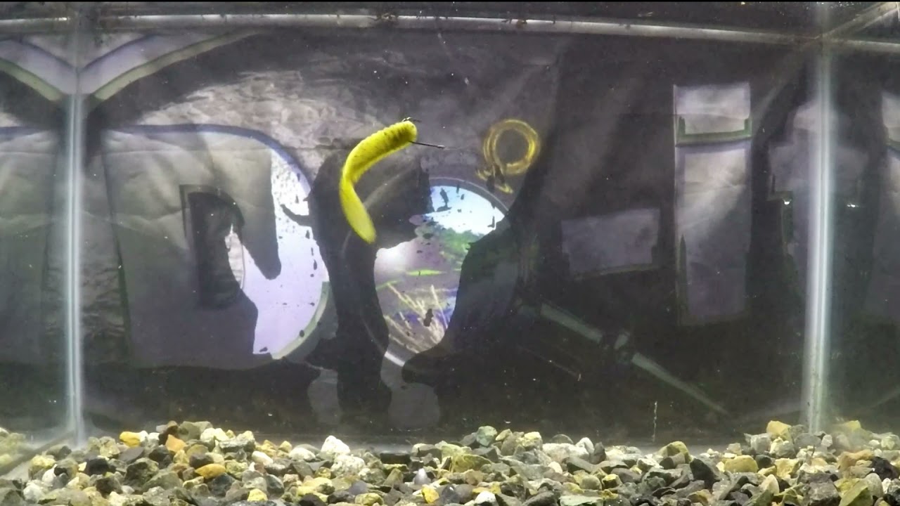 Zipper Goby In The Test Tank - That Guy Skimpy - Do-It Molds
