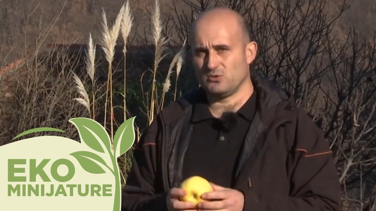 Eko minijature / Stare srpske sorte - jabuke
