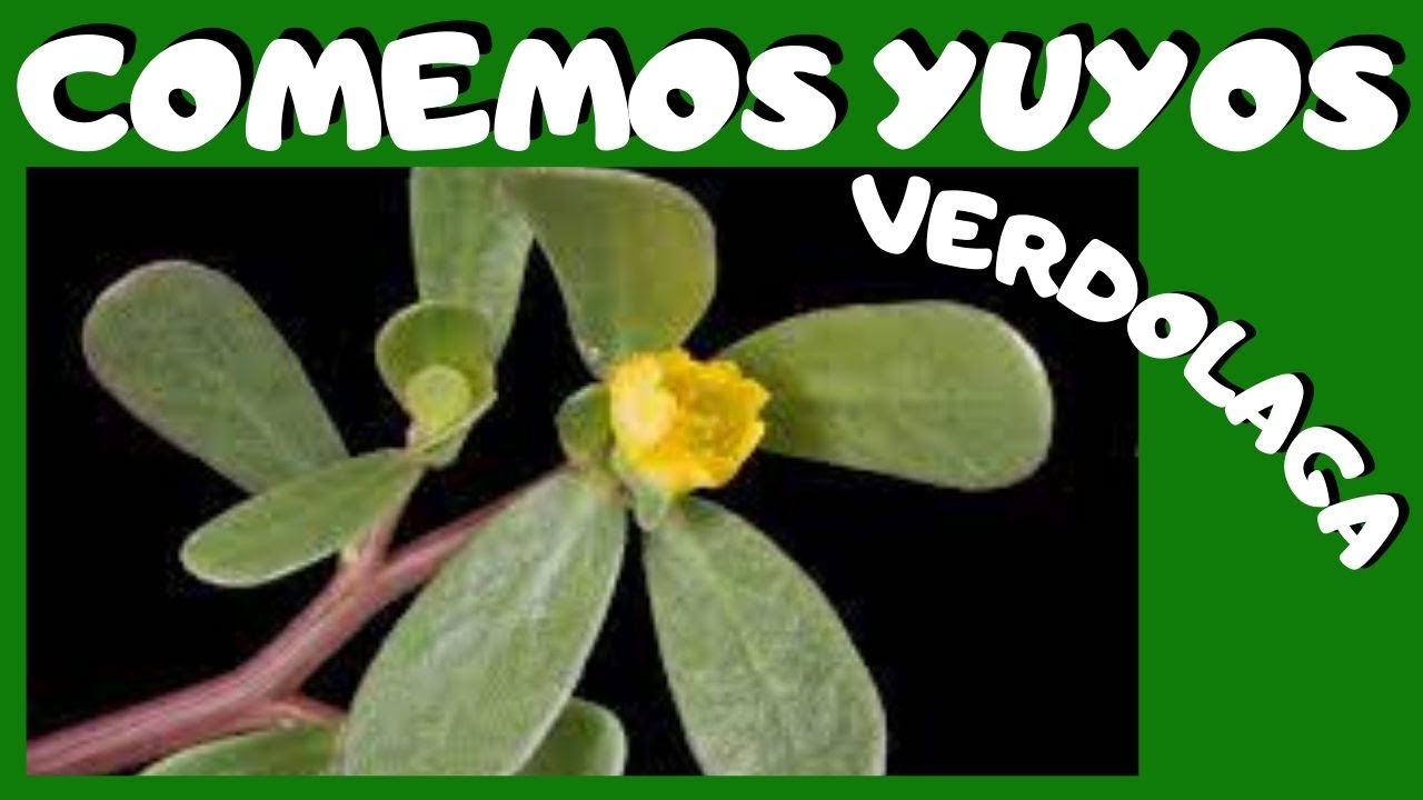 MALEZAS COMESTIBLES: Verdolaga y Diente de Le&oacute;n
