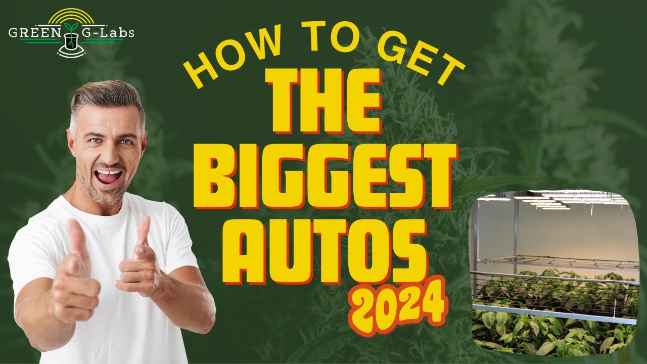 BEST GROWSYSTEM FOR BIG AUTOFLOWERS 2024 |&nbsp;Green-G-Labs