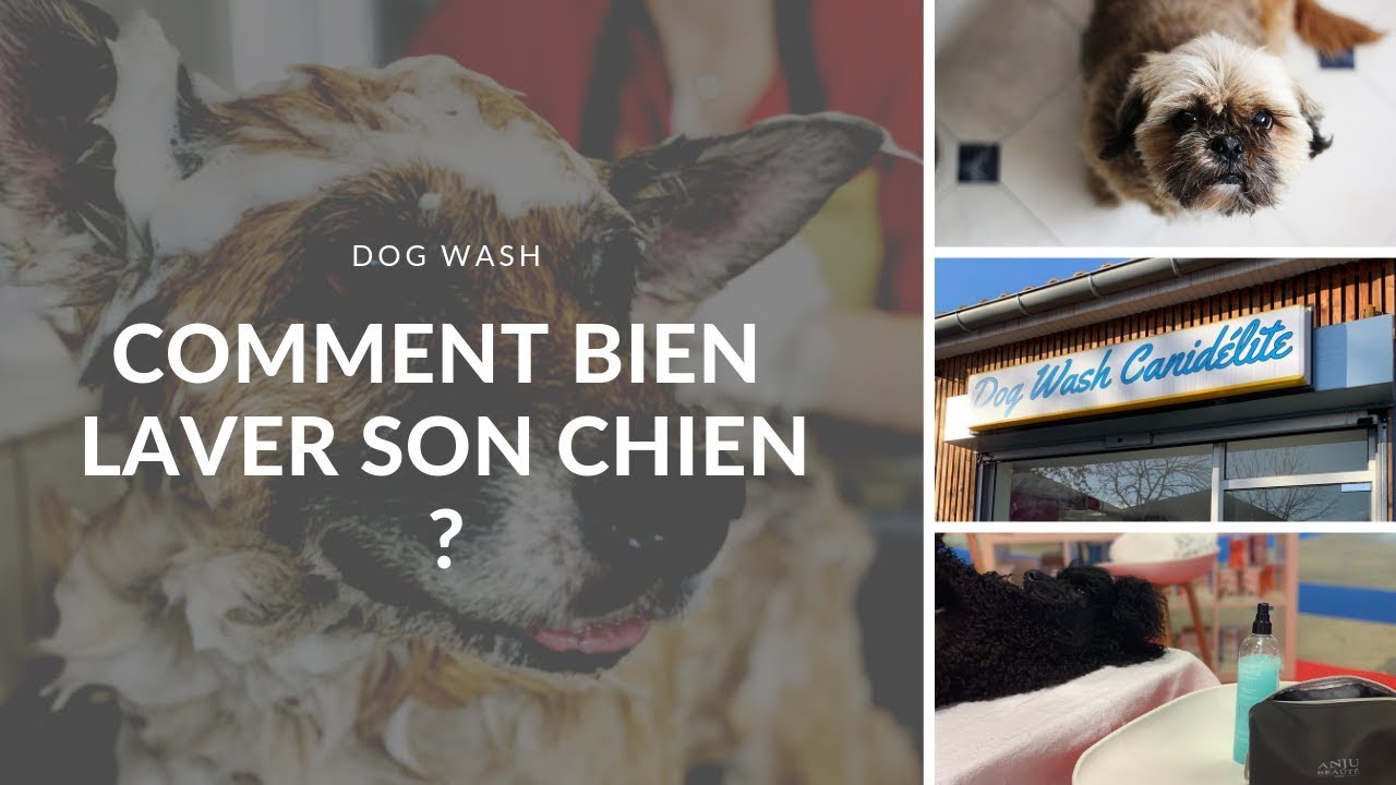 Comment bien laver son chien ? Le DOG WASH
