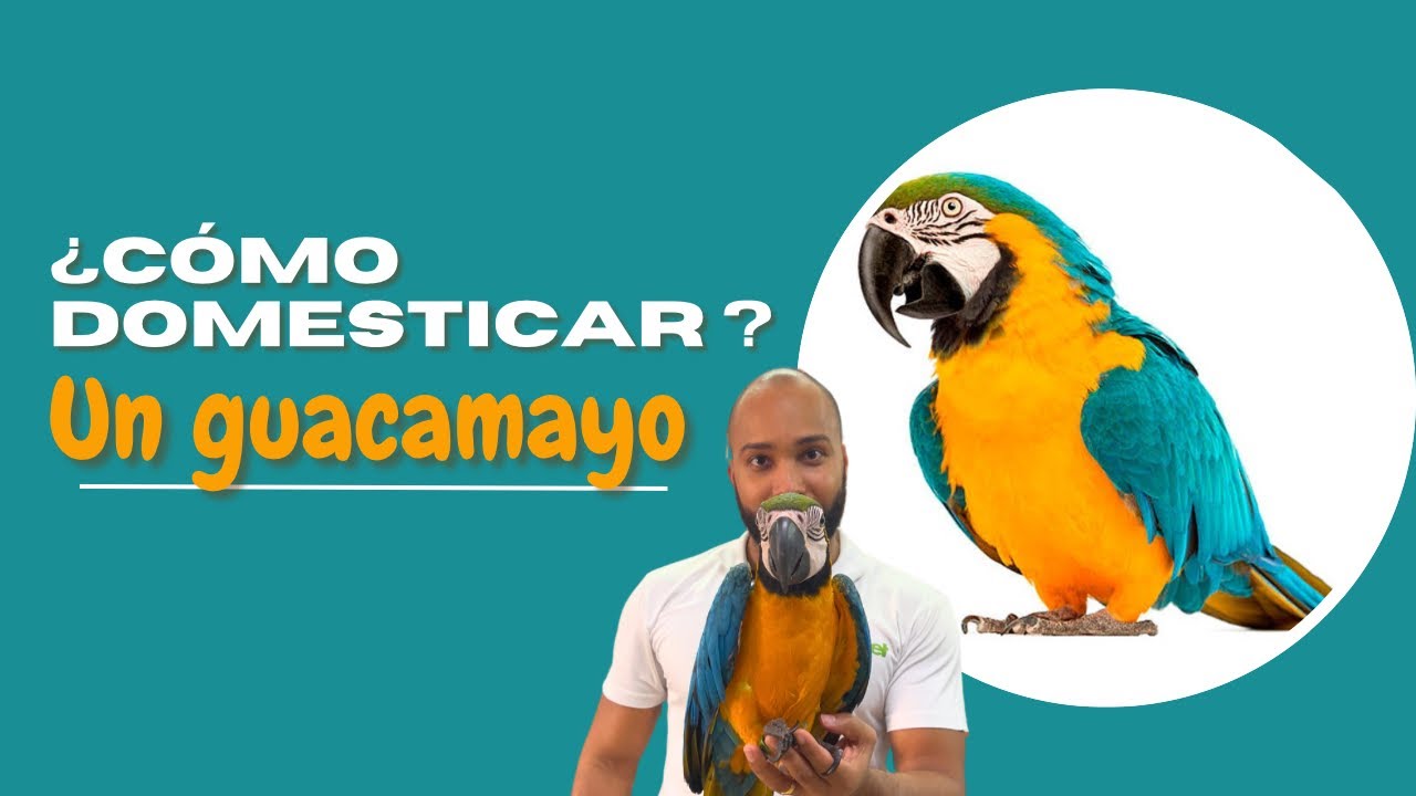 Así logré adiestrar a mi guacamayo: ¡Tú también puedes hacerlo!