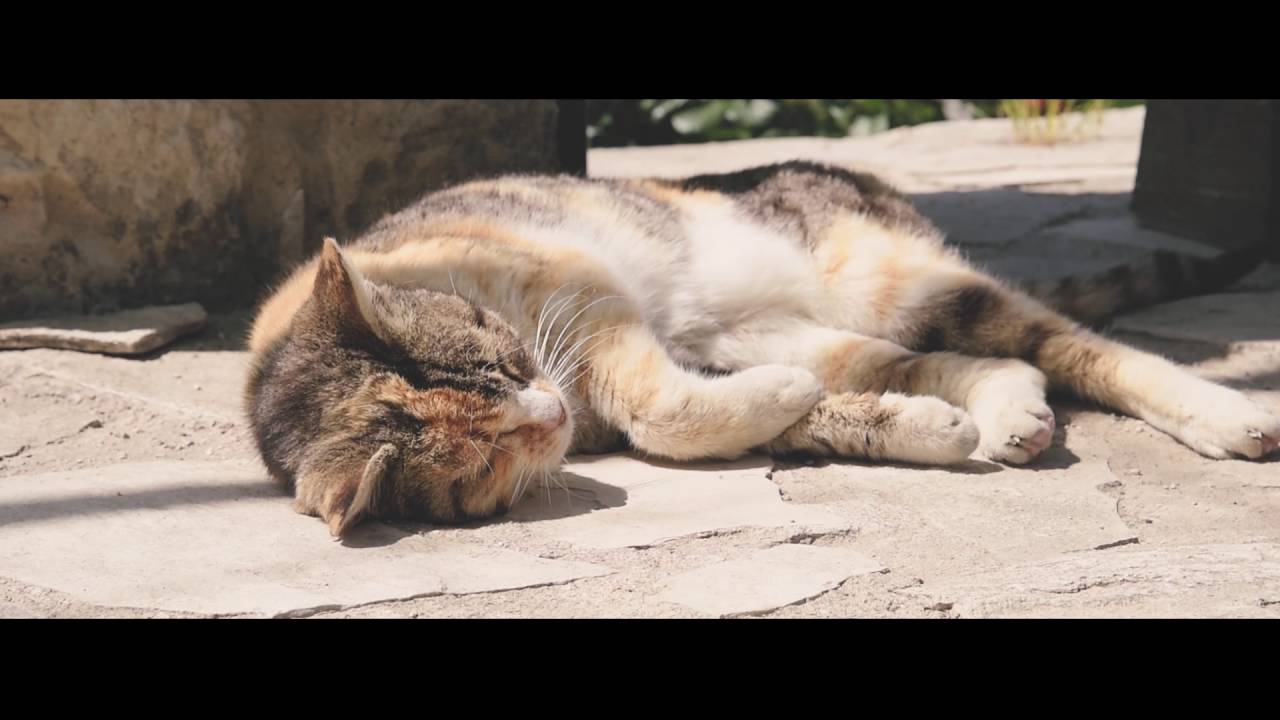 Tsangarides Winery Video 2016 Paphos