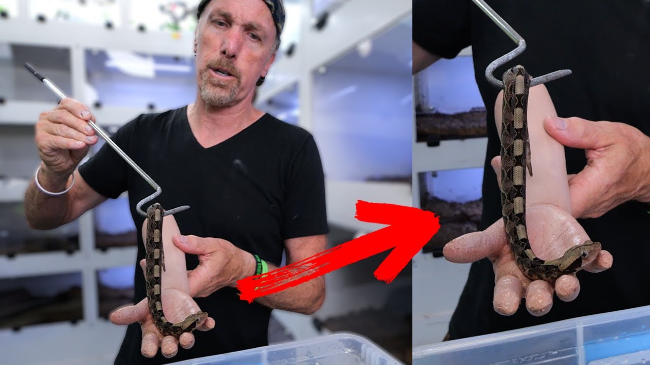 I used a  Baby Hand To Tame Venomous Baby Gaboon Vipers
