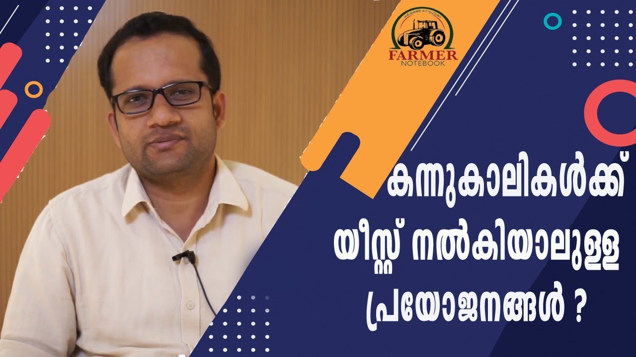 കന്നുകാലികൾക്ക് യീസ്റ്റ് നൽകിയാലുള്ള പ്രയോജനങ്ങൾ | Benefits of giving yeast to cattle | cow