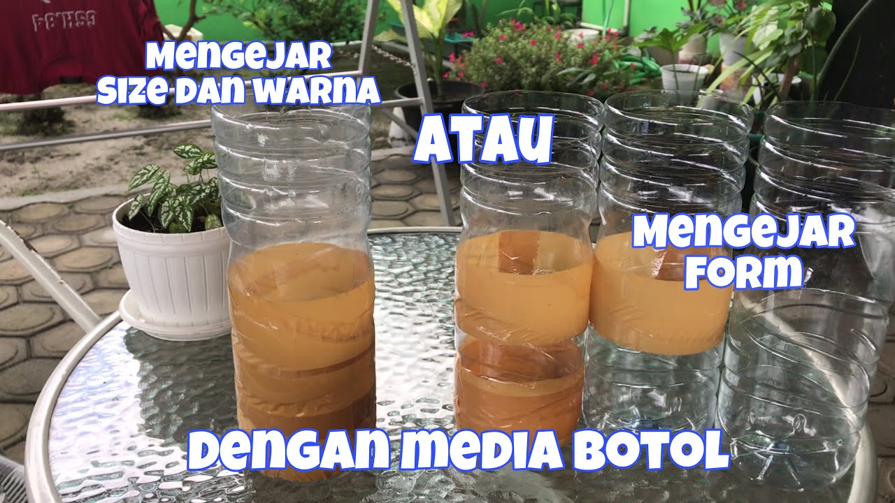fungsi botol yang di lakban untuk ikan cupang