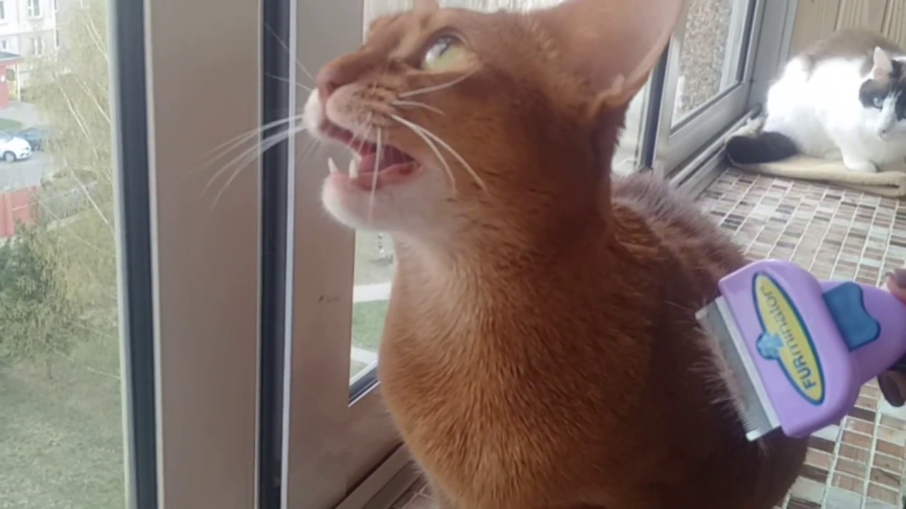 Gata abisinio mirando p&aacute;jaros