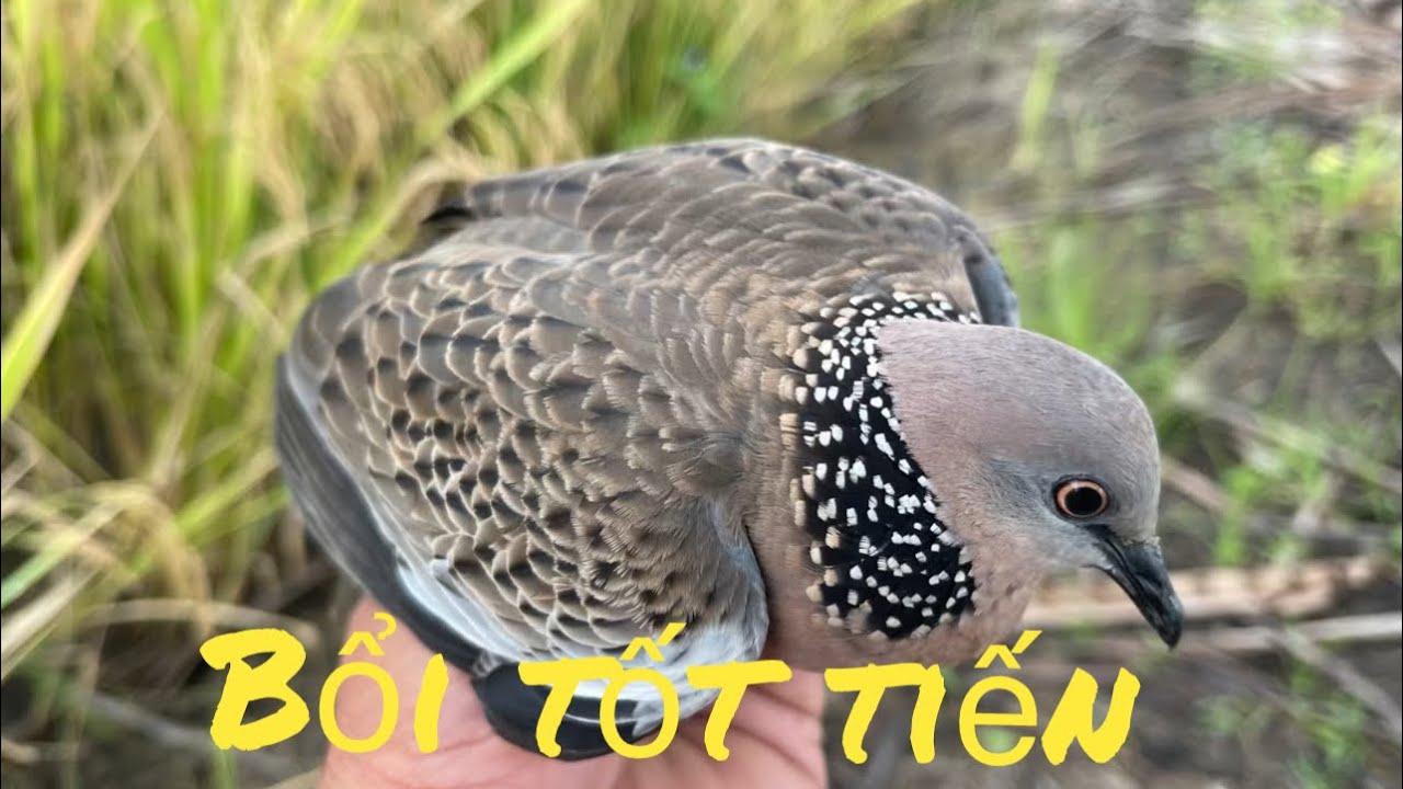 Con bổi này trống hay mái mà gù ít quá ae(Zalo 0776534416)