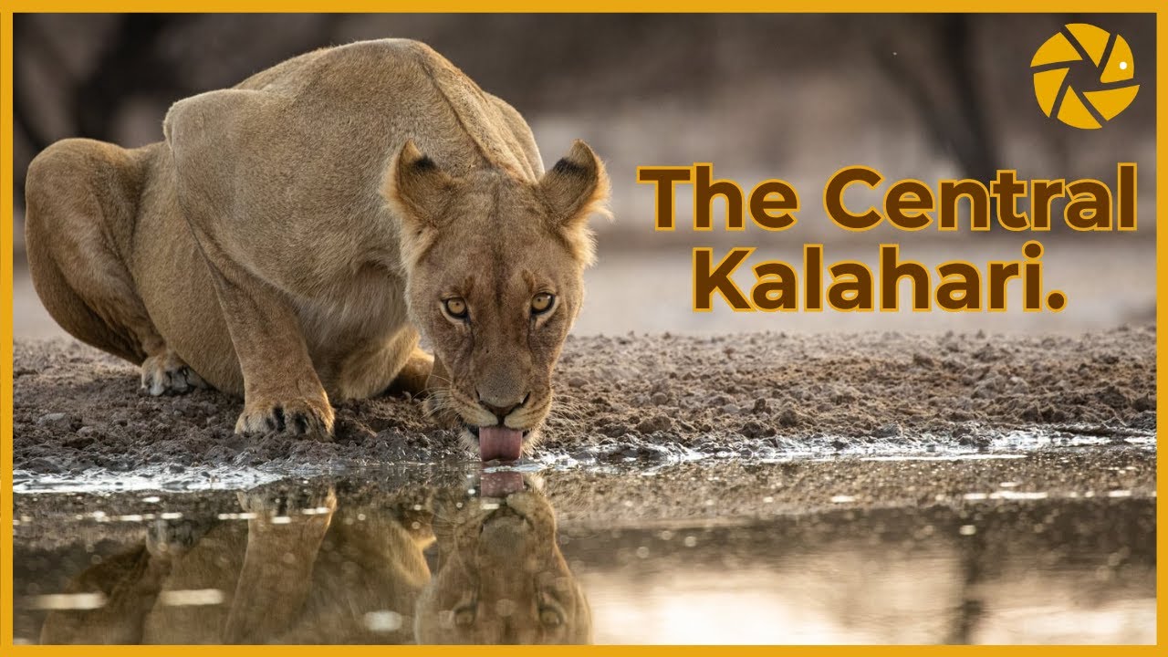 Into the Kalahari. A Botswana Photo Safari Adventure