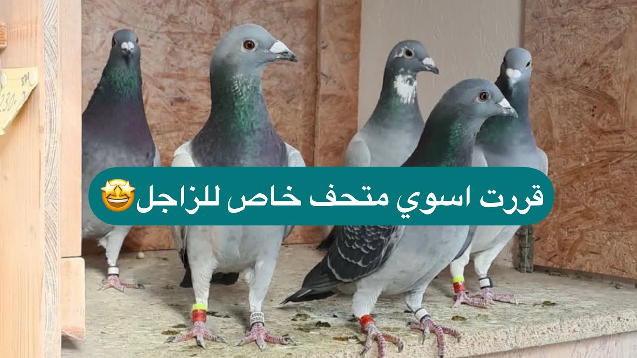 حطوا طيور غريبة مع الطيور ✌️😁مطيار الحمام الزاجل في هولندا