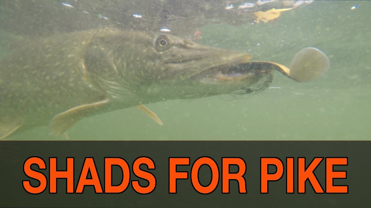 HOW TO RIG AND FISH SOFT PLASTIC SHADS