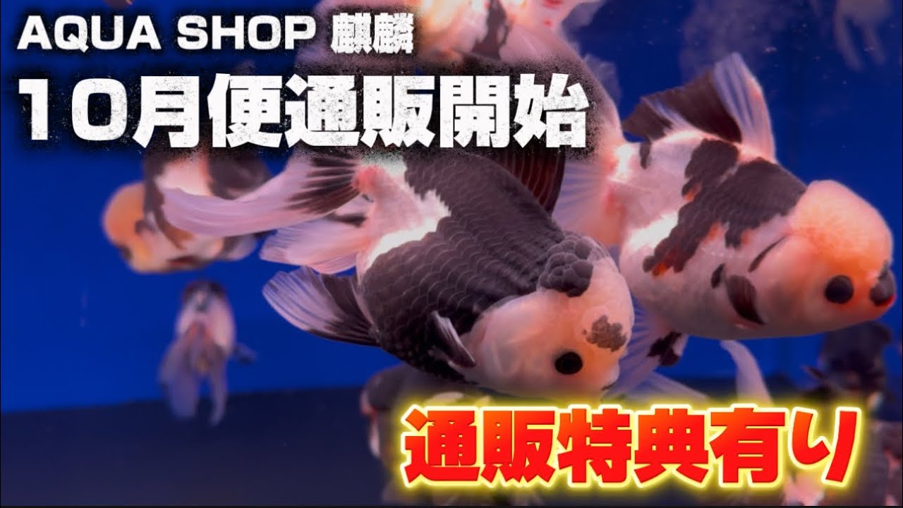 【AQUA SHOP 麒麟】10月便通販スタート！通販専用特価あります！【お客様セレクト用動画】