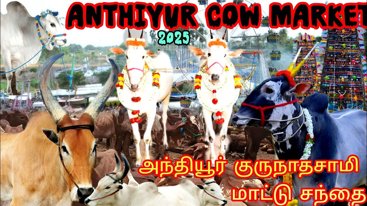 அந்தியூர் குருநாதசாமி கோவில் |மாட்டு சந்தை |Anthiyur Mattu Sandhai2025 Largest Cow Market #kangayam