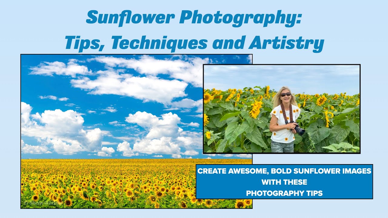 Sunflower Photography Tips, Technique & Artistry   HD 1080p