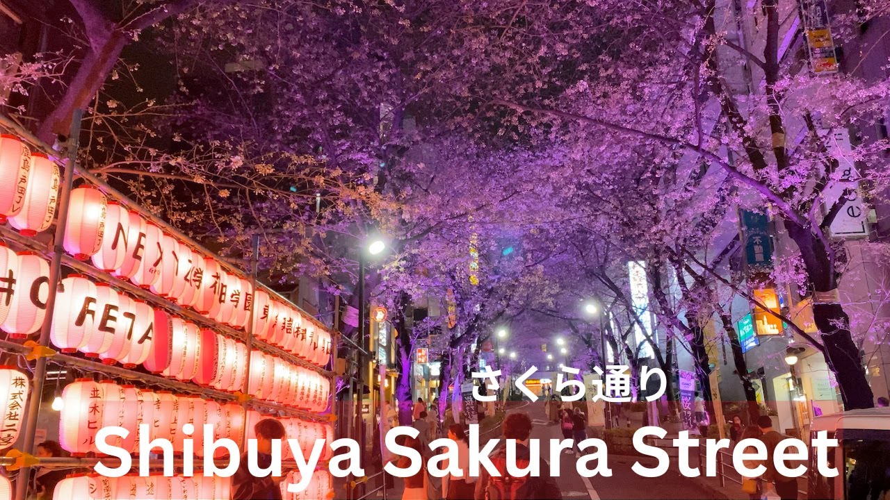 Shibuya Sakura Street | Sakura dori | 4K Japan Cherry Blossoms | さくら Japan Walking Tour 4K | Shibuya