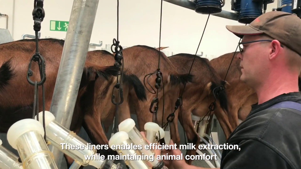 millkrite | InterPuls - Sheep and Goat Milking Technology