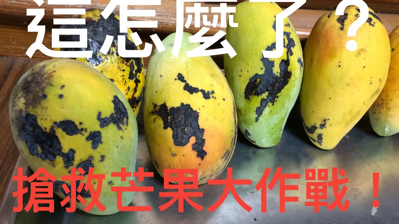 我的芒果怎麼了？搶收了!