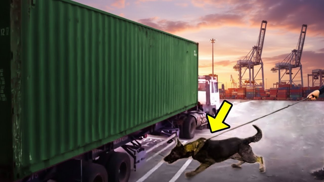 Police Dog Rushed to This Shipping Crate — The Stench Tells Cops Something Is Wrong!
