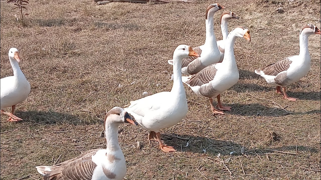 Rajhansh #swan​ #duck​ #birds​ #cute​ #cutebirds​ #cuteviralvideo​ #idianbirds​ #farmhouse​ #farming