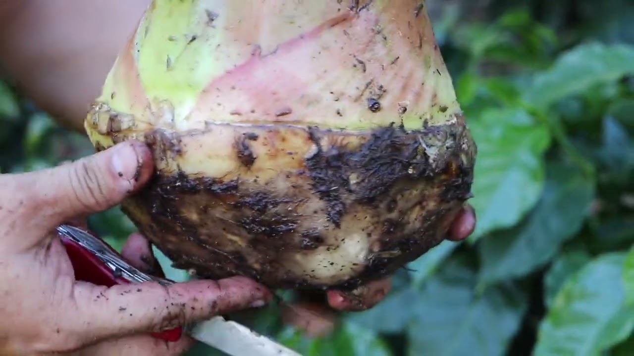 Aprenda a seleccionar semilla de plátano Dominico-Hartón con criterios de calidad