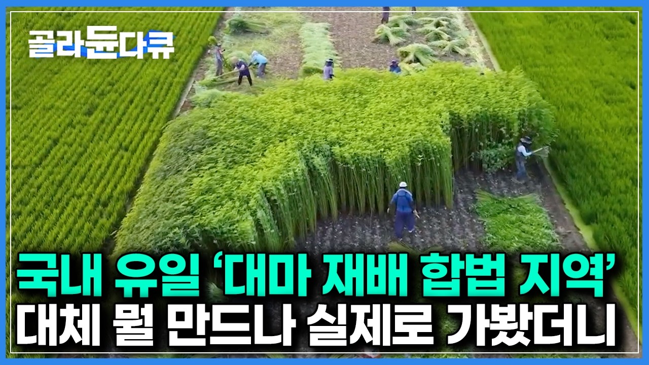 알고 보면 대마로 명맥을 이어간다는 국내 유일 대마 재배 합법지역｜실제로 방문해봤더니｜한국기행｜#골라듄다큐