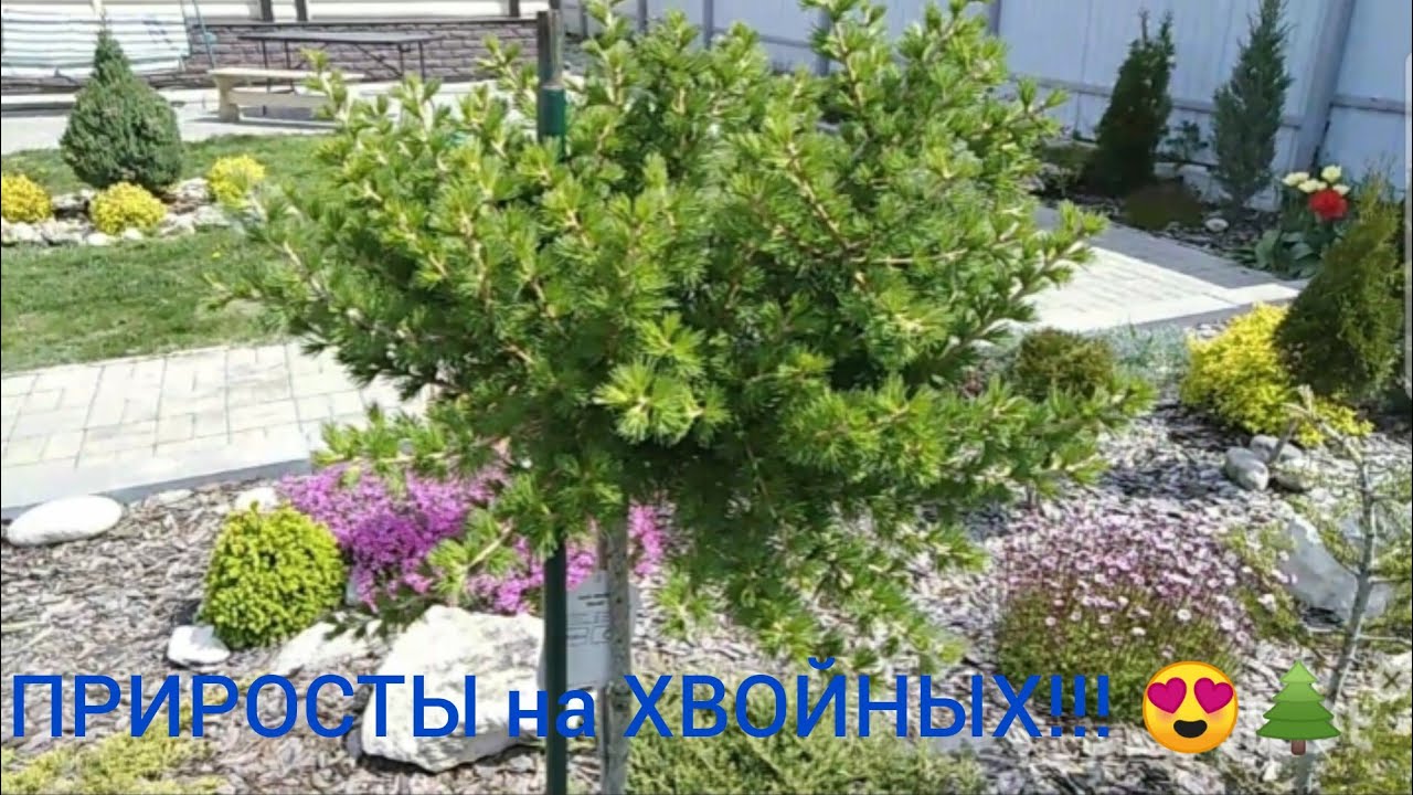 ПРИРОСТЫ НА ХВОЙНЫХ😍🌲👍