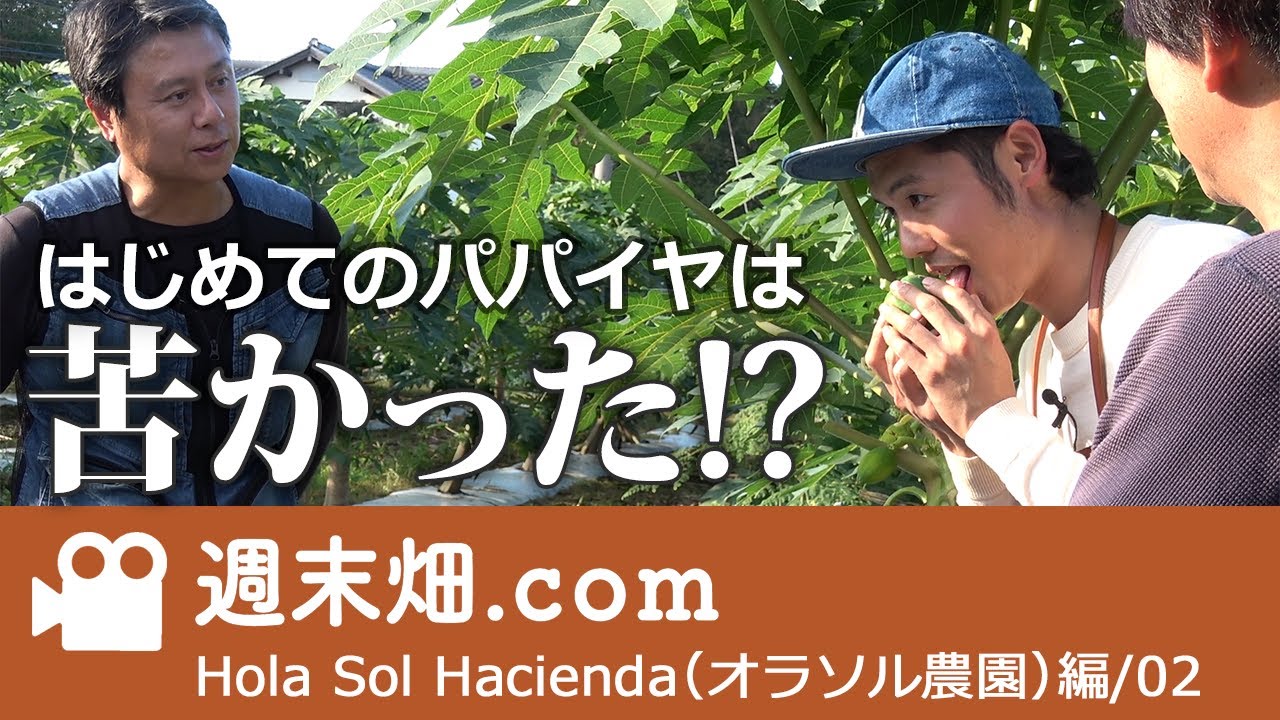 パパイヤ栽培ってどうやるの？売り先は？品種は？
