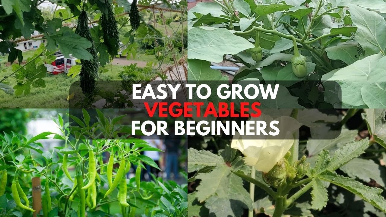 Easy to Grow Vegetables for Beginners | Top 10 easy to grow vegetables At Home