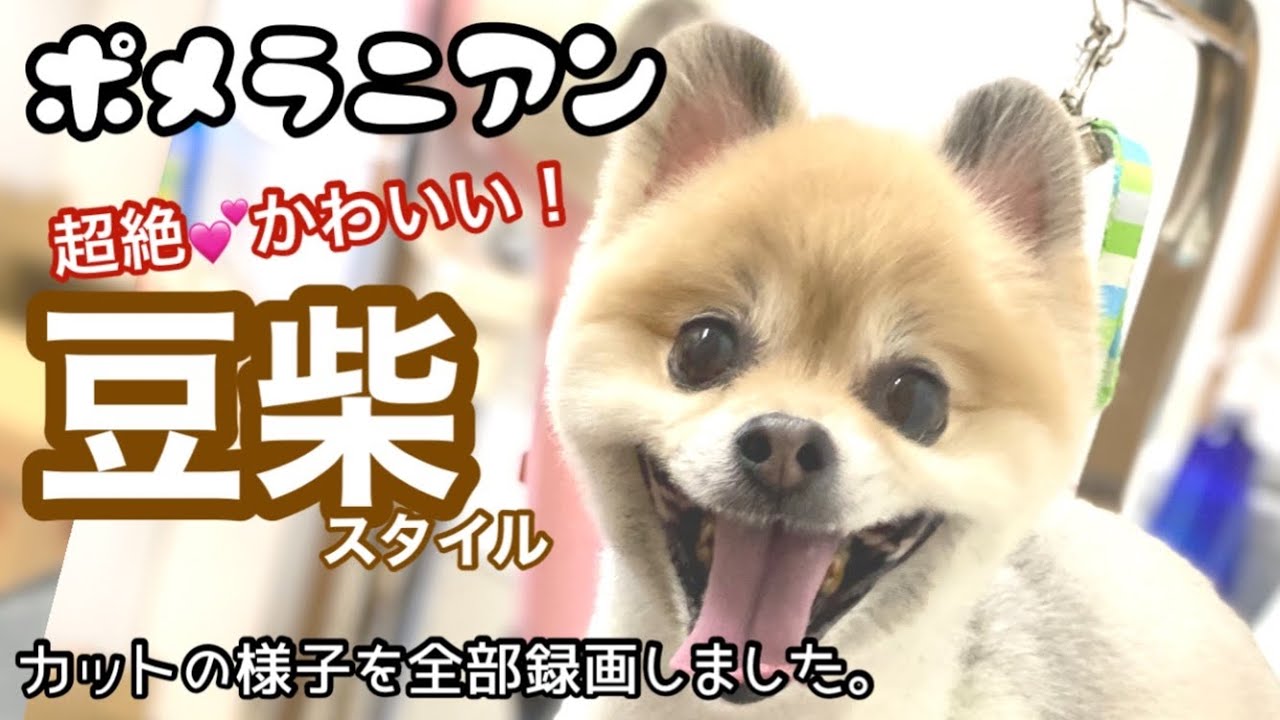 ソワソワしちゃう！でも叱らないでね。トリマーの仕事について思っている事を語ってしまいました。