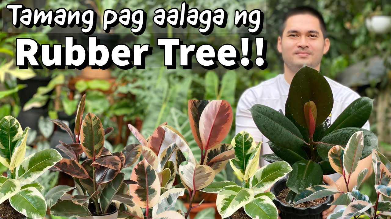 HOW TO CARE FOR RUBBER TREE | FICUS ELASTICA PLANT CARE