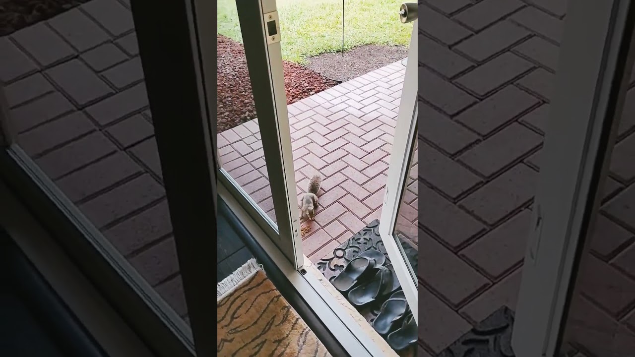 Petey the squirrel and Jezebel the crow are here. #squirrels #squirrel #crow #crows #animallife