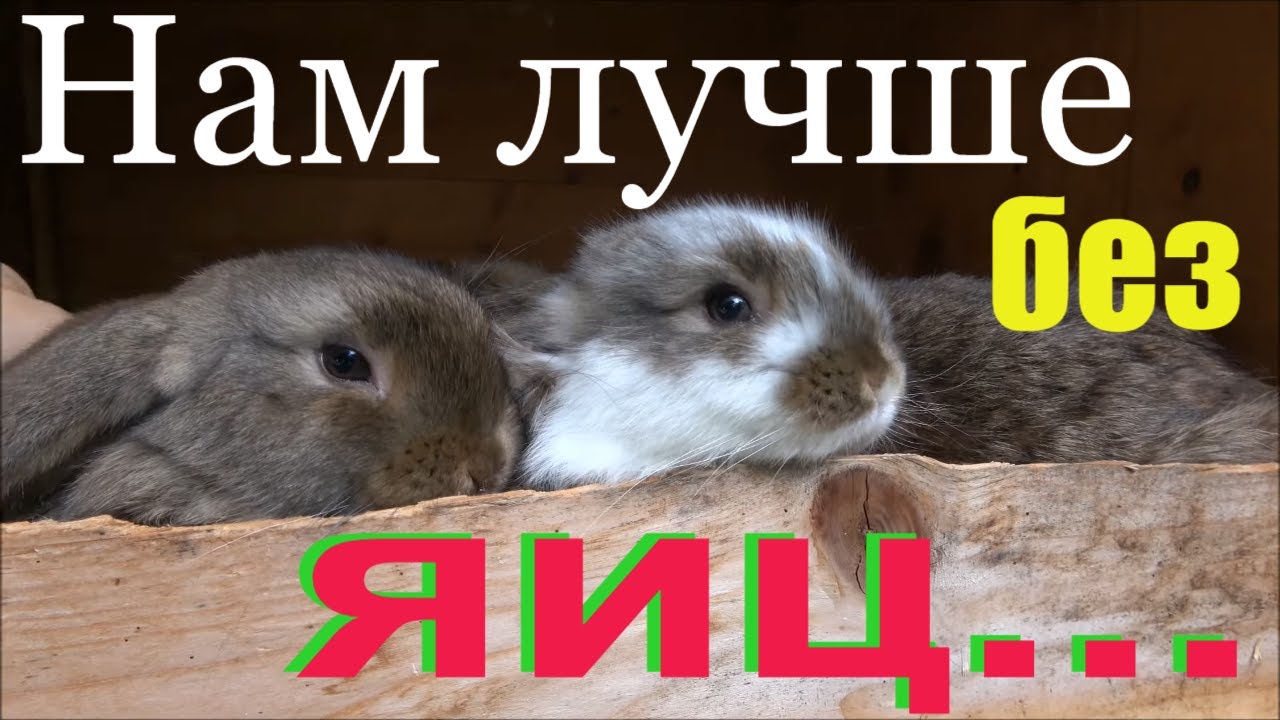 Содержание декоративных кроликов парами. Как подобрать пару, За и Против!