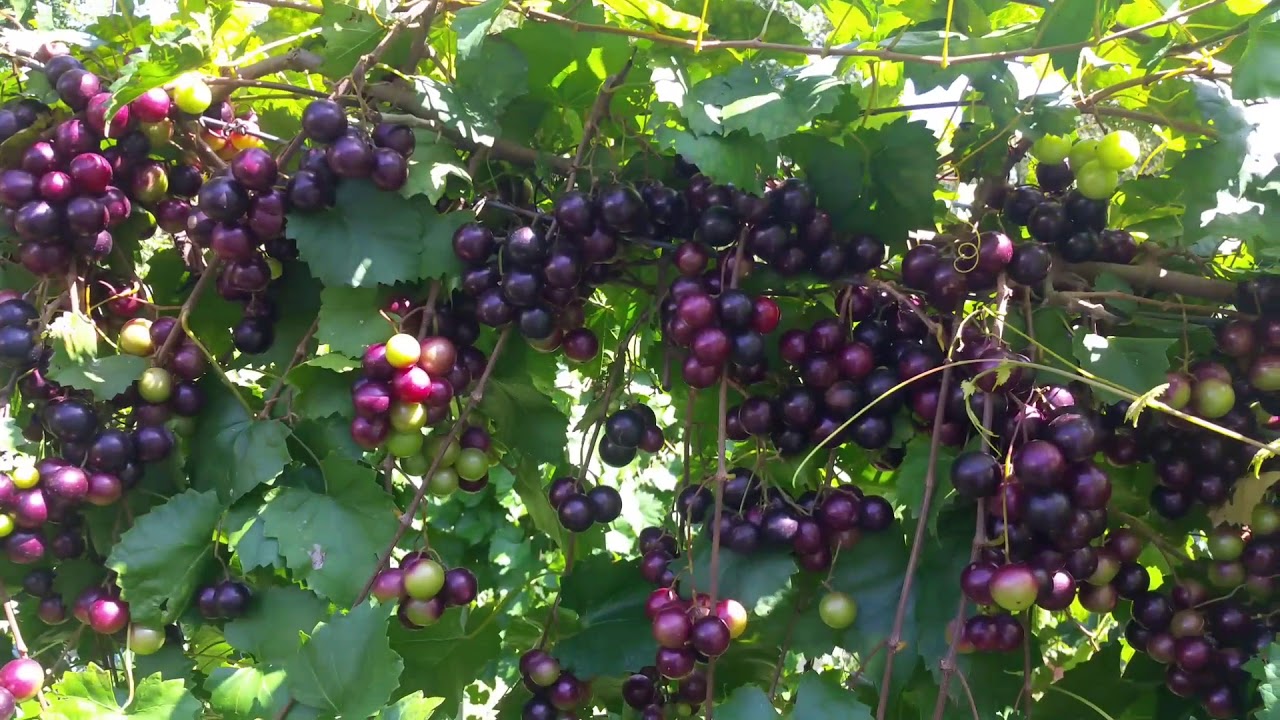Muscadine midseason 2017